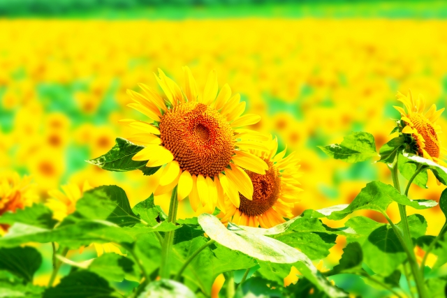 福井県 30万本のひまわりが咲き誇る小浜市のひまわり畑はまだまだ見頃ですよ 号外net 福井市