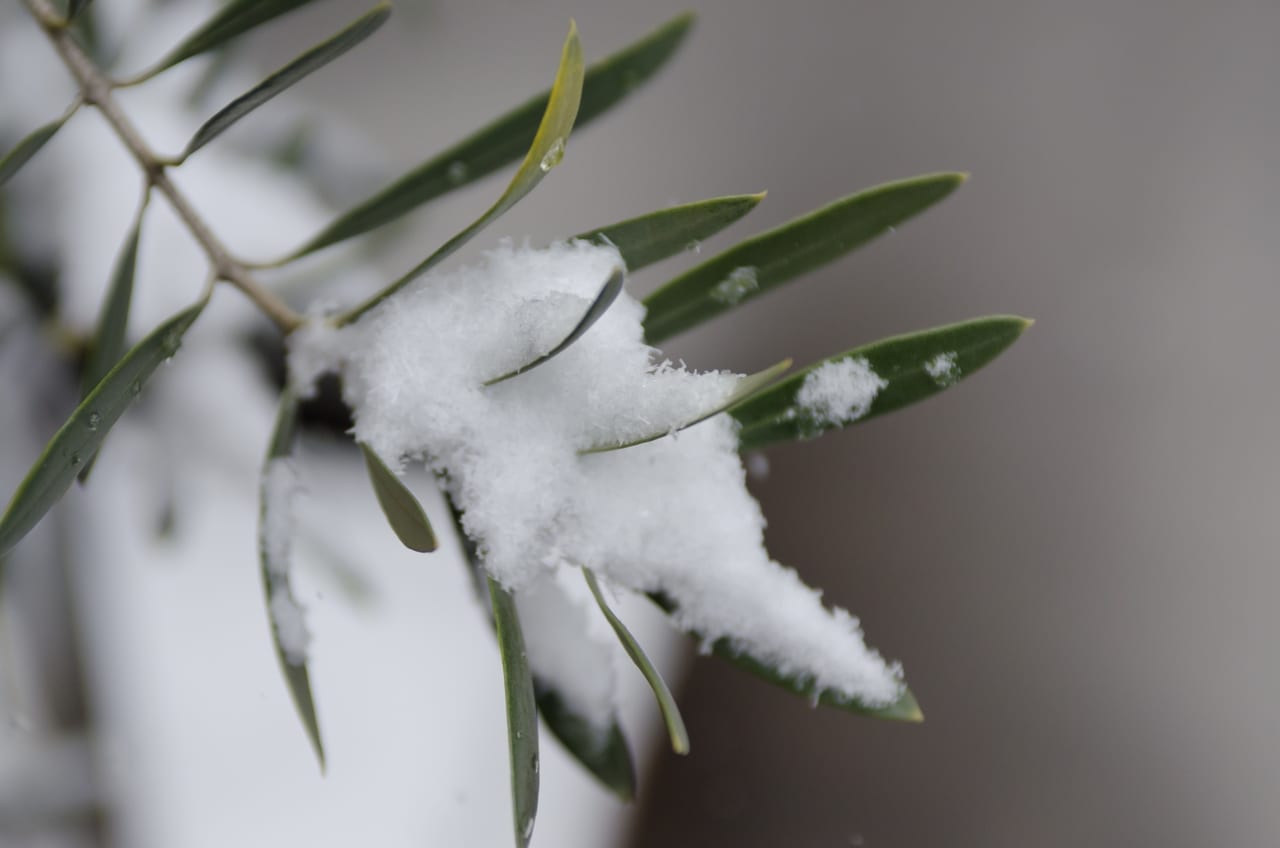 雪降る