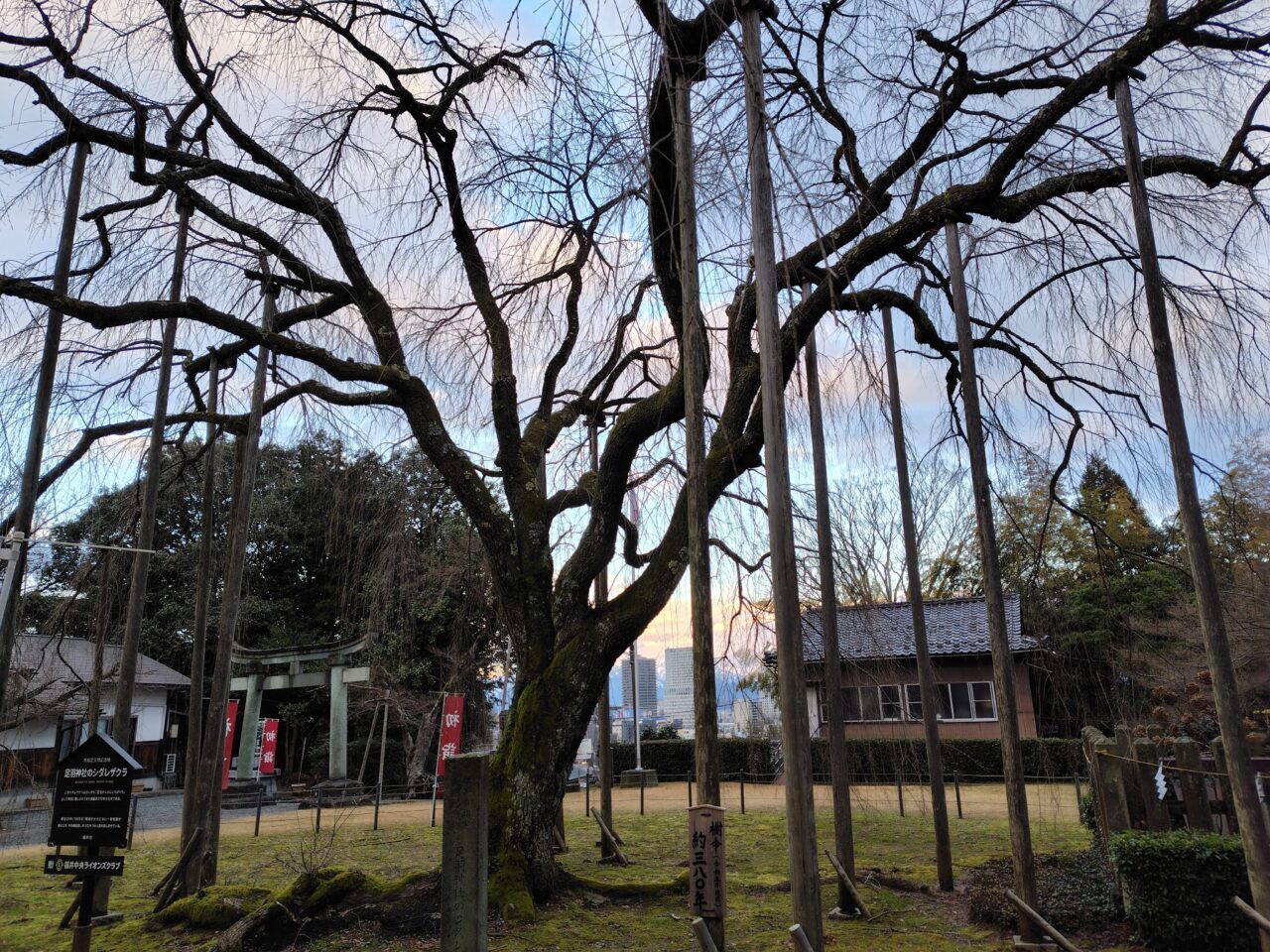 足羽神社のしだれざくら