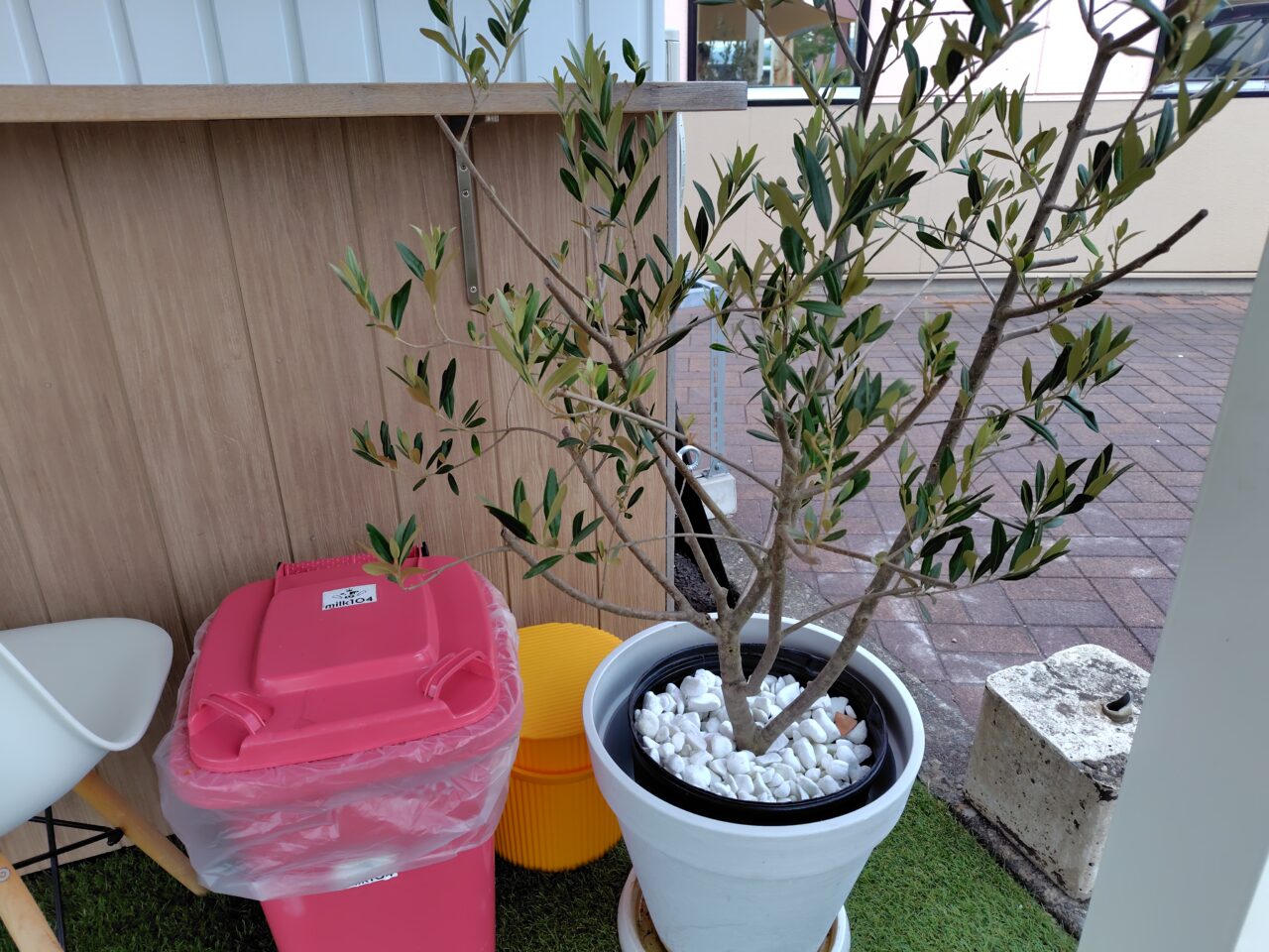 観葉植物