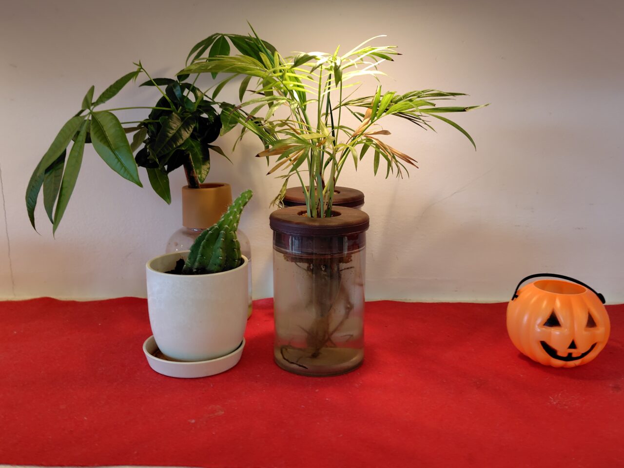 店内植物